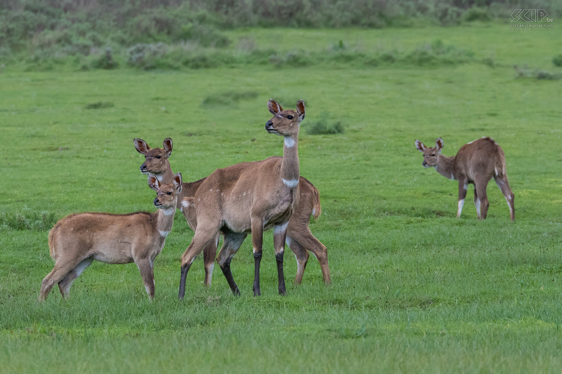 Bale Mountains - Dinsho - Bergnyalas  Stefan Cruysberghs